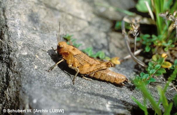 Die Heuschreckenfauna im Jonastal