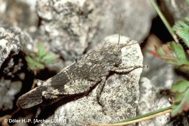 Oedipoda germanica (Rotflügelige Ödlandschrecke), © Döler H.-P.